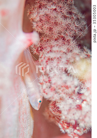 スケロクウミタケハゼ スケロクウミタケハゼ 35305003