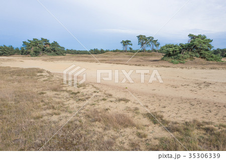 Landscape with pine trees. Landscape with pine trees. 35306339