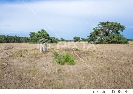 Landscape with pine trees. 35306340