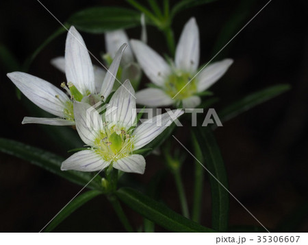 センブリ センブリ 35306607