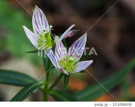 センブリ 35306608