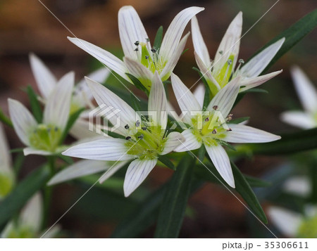 センブリ センブリ 35306611