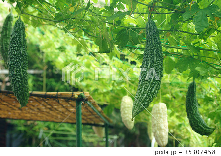 緑ゴーヤ　白ゴーヤ 35307458
