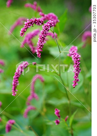 いぬたで（あかまんま） 35307703