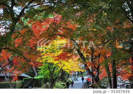 日吉大社境内の紅葉 日吉大社境内の紅葉 35307839