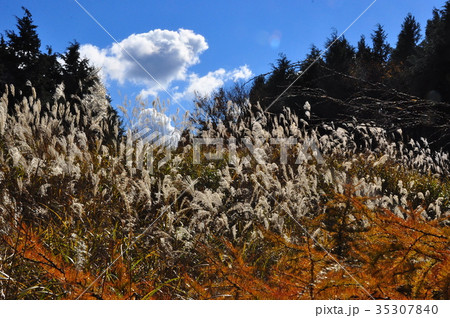 箱根湯坂路ハイキングコースのススキ 箱根湯坂路ハイキングコースのススキ 35307840