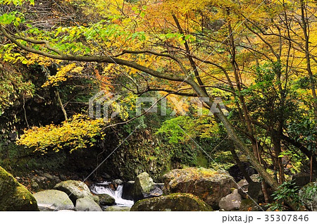早川（堂ヶ島）渓谷遊歩道の紅葉 35307846