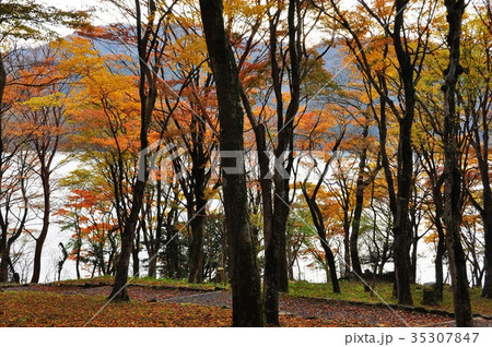 芦ノ湖湖尻湖畔のモミジ林 35307847