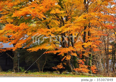芦ノ湖キャンプ村のケビン棟と紅葉 35307849