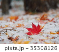 真っ赤なモミジの葉と初雪 35308126