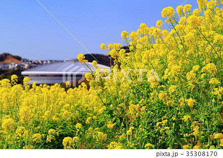 神戸総合運動公園 神戸市 に咲く菜の花とグリーンアリーナ神戸の写真素材