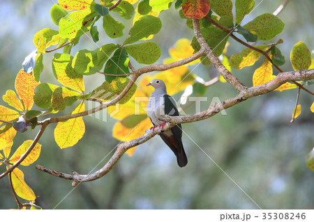 メラネシアミカドバト 35308246