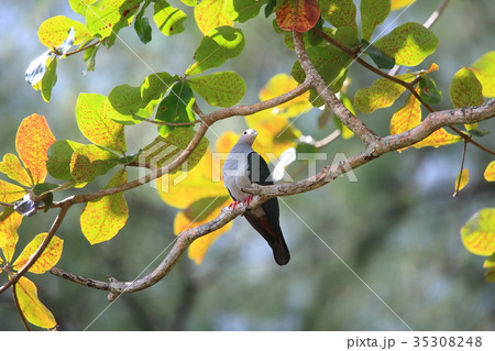 メラネシアミカドバト 35308248