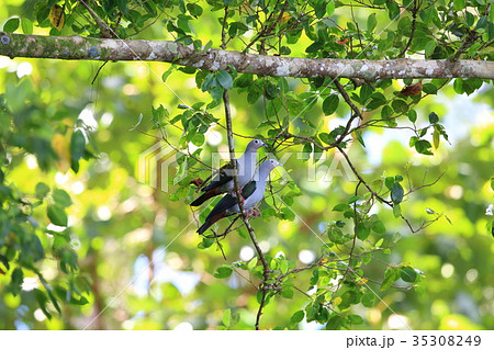 メラネシアミカドバト 35308249