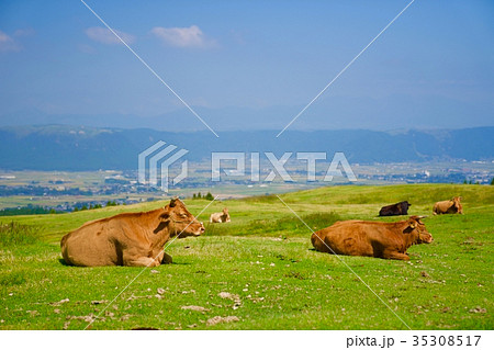 放牧牛 -阿蘇山登山中の風景- 35308517