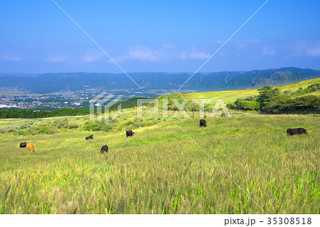 放牧牛 -阿蘇山登山中の風景- 35308518