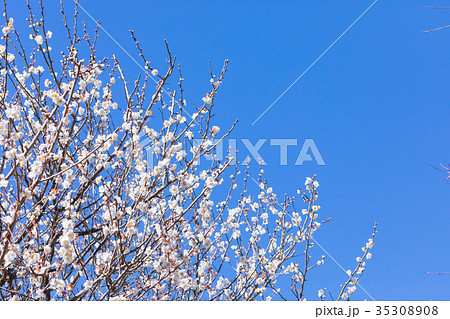 白梅　白い梅の花　梅林　梅の林　たくさんの花　春の観光スポット 35308908