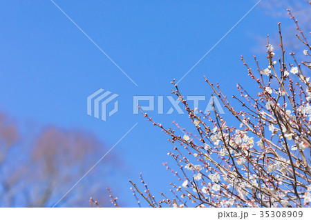 白梅　白い梅の花　梅林　梅の林　たくさんの花　春の観光スポット 35308909