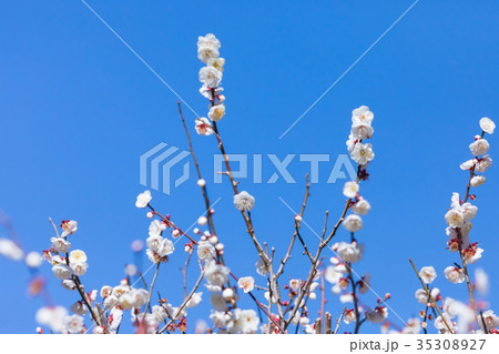 白梅　白い梅の花　梅林　梅の林　たくさんの花　春の観光スポット 35308927