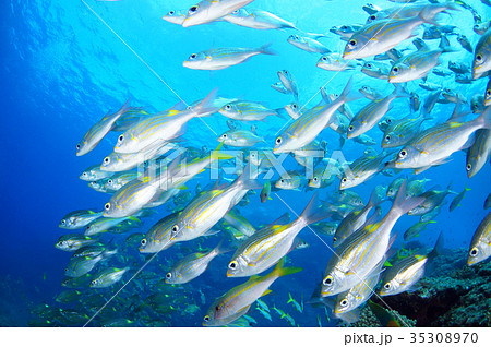 青い海と魚たちの写真素材
