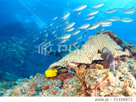 青い海と魚たち 35308972