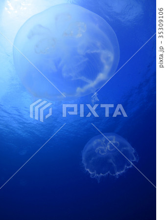 青い海とクラゲたち 青い海とクラゲたち 35309106