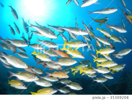 青い海と魚たち 青い海と魚たち 35309208