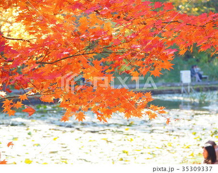 公園の紅葉風景 35309337