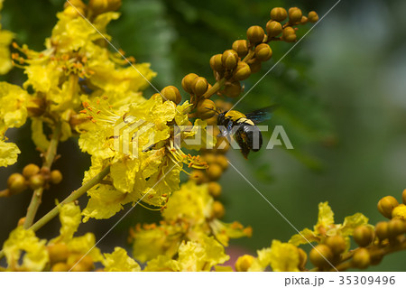 Peltophorum pterocarpum flower on the tree. Peltophorum pterocarpum flower on the tree. 35309496