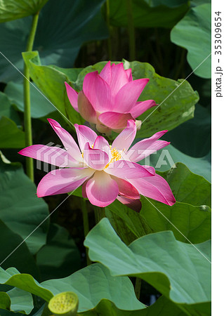pink lotus flower are blooming pink lotus flower are blooming 35309654