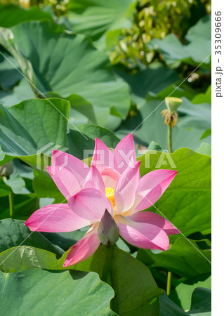 pink lotus flower are blooming pink lotus flower are blooming 35309666