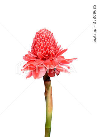 Etlingera elatior flower on white background. Etlingera elatior flower on white background. 35309685