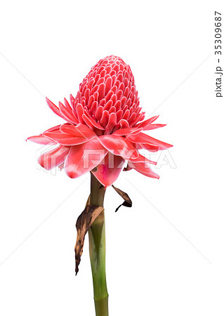 Etlingera elatior flower on white background . Etlingera elatior flower on white background . 35309687
