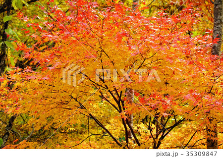 秋の雫石 矢櫃ダム付近のカエデ 秋の雫石 矢櫃ダム付近のカエデ 35309847