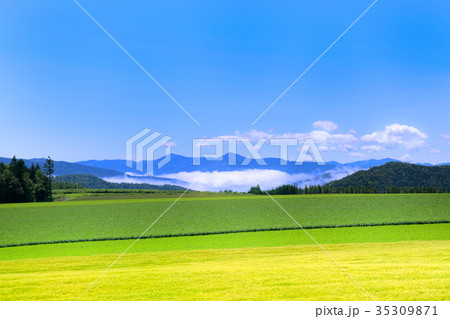 丘の風景 北落合 南富良野 丘の風景 北落合 南富良野 35309871