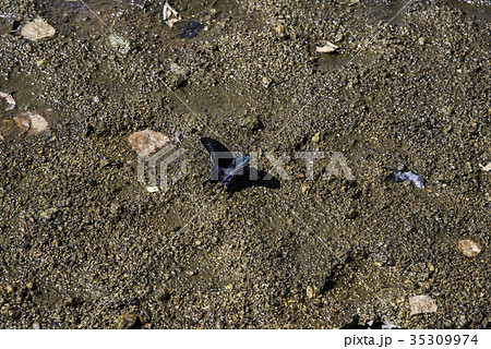 ミヤマカラスアゲハ ミヤマカラスアゲハ 35309974