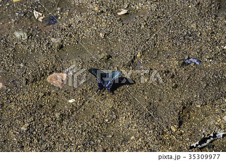 ミヤマカラスアゲハ ミヤマカラスアゲハ 35309977