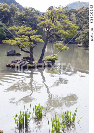 Pinus thunbergii or Japanese black pine 35310142