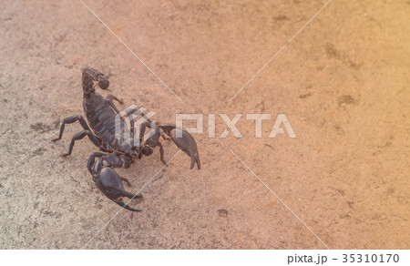 Elephant scorpion is biggest scorpion Elephant scorpion is biggest scorpion 35310170