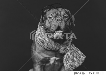 beautiful bordeaux dogue dog in scarf 35310188