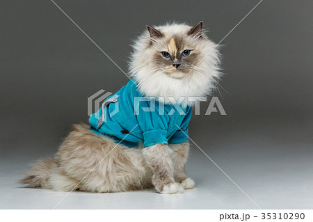 beautiful birma cat in blue shirt beautiful birma cat in blue shirt 35310290