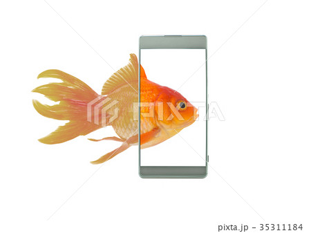 Monitor display screen technology of mobile phone. 35311184