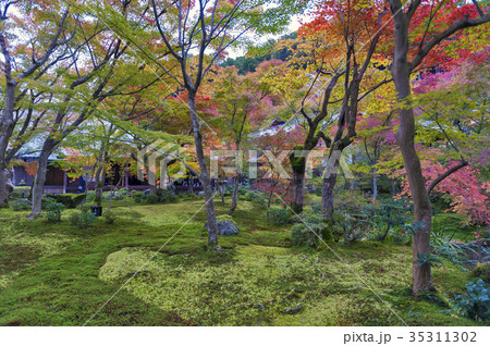 Japanese red maple tree during autumn in Kyoto 35311302
