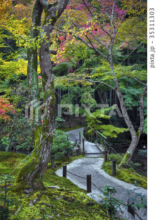 Japanese red maple tree during autumn in Kyoto 35311303