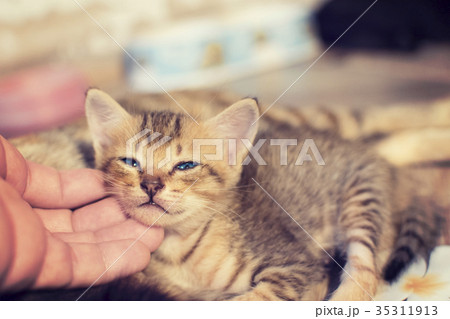Cute kittens are happy and sleepy. Cute kittens are happy and sleepy. 35311913