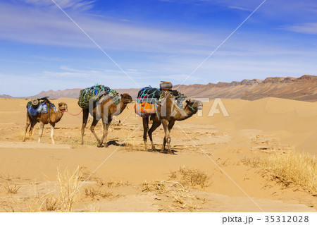 Camel caravan in the Sahara desert Camel caravan in the Sahara desert 35312028