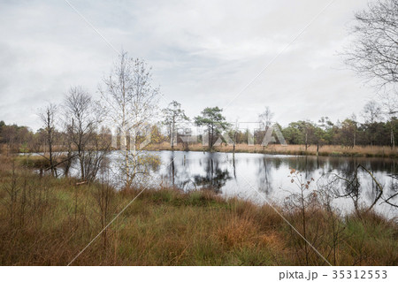 Beautiful moor landscape in the lueneburger heide 35312553