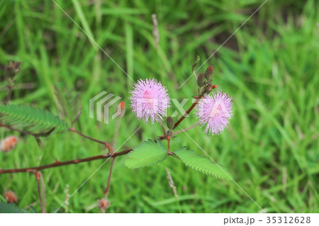 Sensitive plant  Close up or mimosa pudica plant  35312628