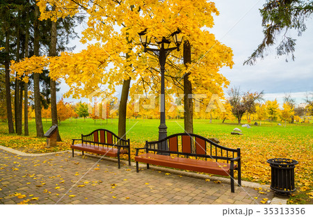 golden autumn in the park 35313356