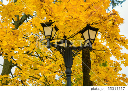 golden autumn in the park 35313357